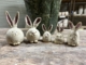 Ceramic Bunnies