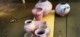 Saggar Fired Pots