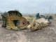 Slab Fish Sculpture